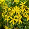 Cineraria Saxifraga | Vivero Multiplant