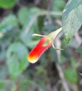 Fosforito Vivero Multiplant