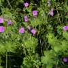 Geranium Pyrenaicum - Vivero Multiplant