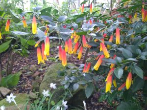 Justicia floribunda Vivero Multiplant