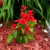 Salvia Roja | Vivero Multiplant