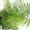 Chamaedorea Elegans | Vivero Multiplant