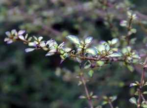 Coprosma Pulchrum Beatsons Gold | Vivero Multiplant