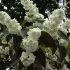 Deutzia scabra | Vivero Multiplant