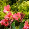 Achira - Canna Indica | Vivero Multiplant