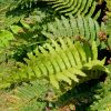 Blechnum Chilense Vivero Multiplant