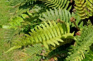 Blechnum Chilense Vivero Multiplant