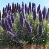 Echium Candicans | Vivero Multiplant