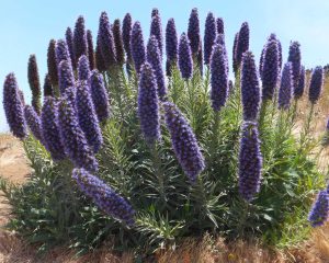Echium Candicans | Vivero Multiplant
