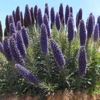 Echium Candicans | Vivero Multiplant