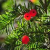 Taxus baccata Lviv Vivero Multiplant