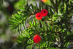 Taxus baccata Lviv Vivero Multiplant