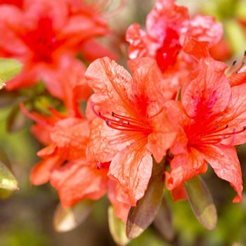 Azalea | Vivero Multiplant