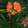 Clivia | Vivero Multiplant