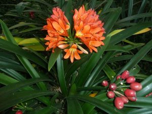 Clivia | Vivero Multiplant