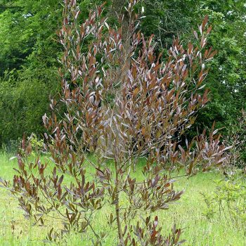 Dodonaea Viscosa Purpurea | Vivero Multiplant