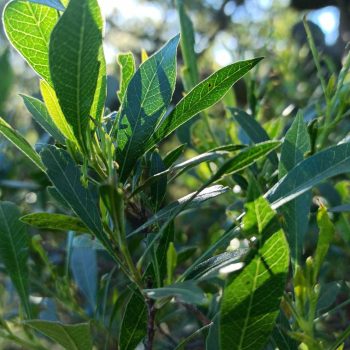 Dodonaea Viscosa | Vivero Multiplant