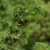 Enebro - Juniperus Communis | Vivero Multiplant