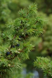 Enebro - Juniperus Communis | Vivero Multiplant