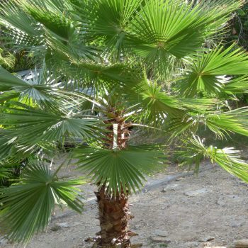 Palmera Washingtonia | Viveros Multiplant