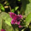 Alternanthera Porrigens Vivero Multiplant