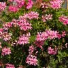 Pelargonium híbrido | Vivero Multiplant