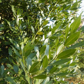 Laurel Culinario Vivero Multiplant