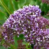 Limonium perezii Vivero Multiplant