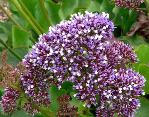 Limonium perezii Vivero Multiplant