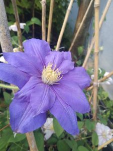 Variedad 1 - Vivero Multiplant