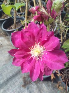 Variedad 10 - Vivero Multiplant