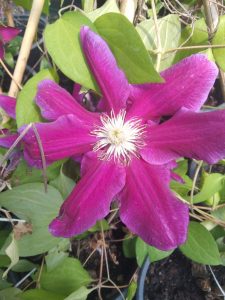 Variedad 11 - Vivero Multiplant