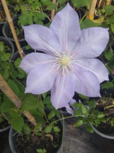 Variedad 12 - Vivero Multiplant