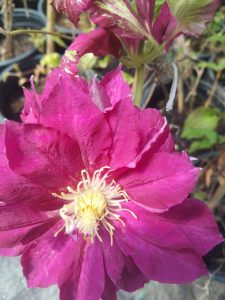 Variedad 2 - Vivero Multiplant