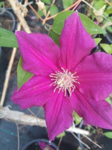 Variedad 3 - Vivero Multiplant