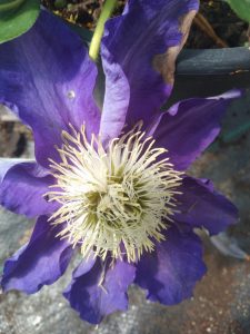 Variedad 4 - Vivero Multiplant