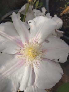 Variedad 5 - Vivero Multiplant