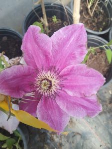 Variedad 6 - Vivero Multiplant