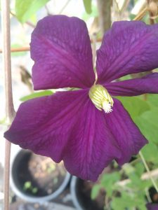 Variedad 8 - Vivero Multiplant