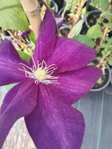 Variedad 9 - Vivero Multiplant