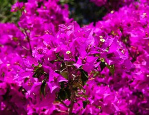 Buganvilla Compacta Especial Vivero Multiplant