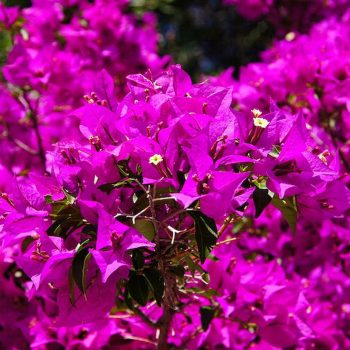 Bougainvilleas | Vivero Multiplant