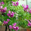 Polygala myrtifolia Viveros Multiplant