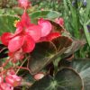 Begonia Dragon Wing Roja Viveros Multiplant