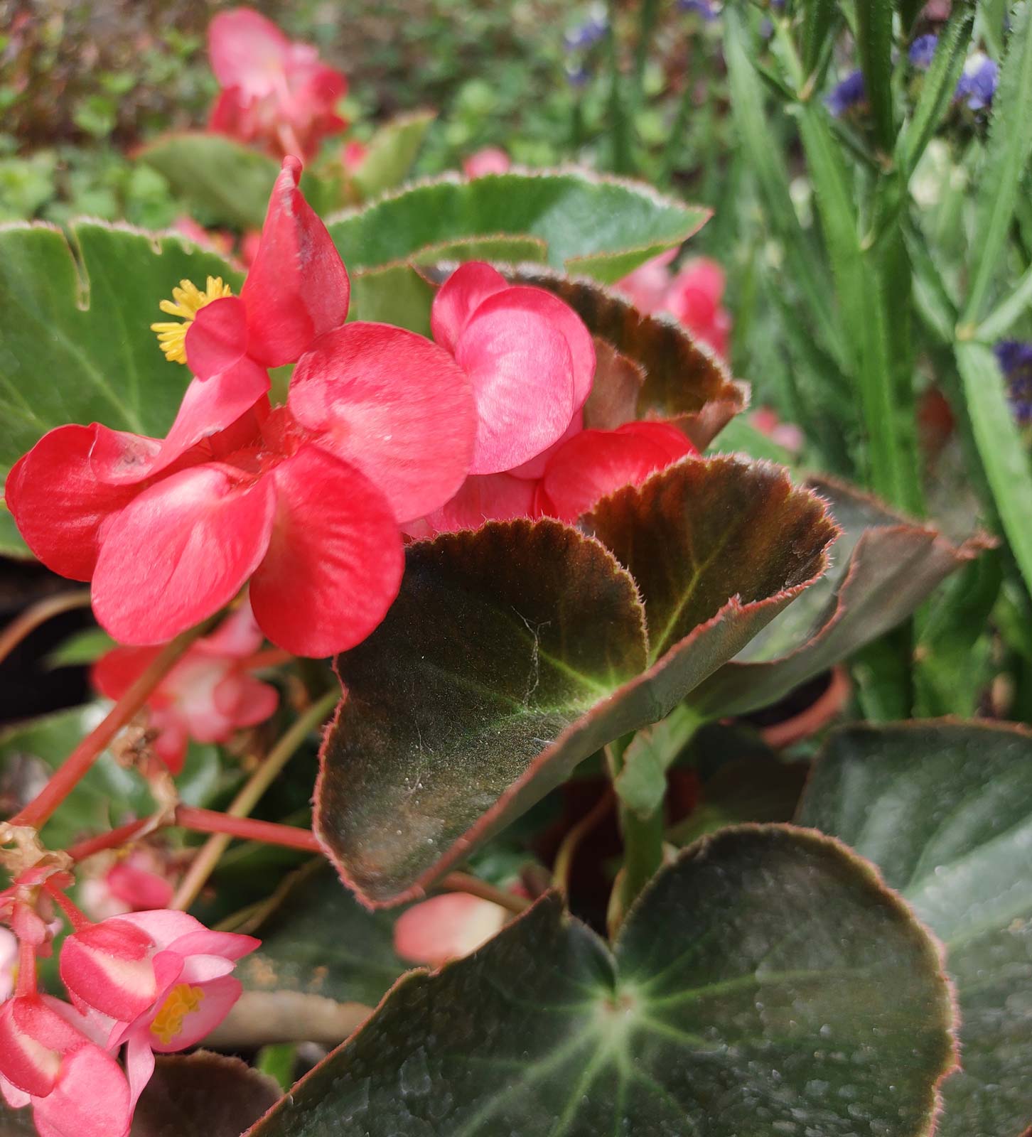 Details 100 imagen begonia hoja roja Abzlocal.mx