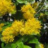 Azara dentata Viveros Multiplant