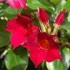 Mandevilla sanderi Vivero Multiplant