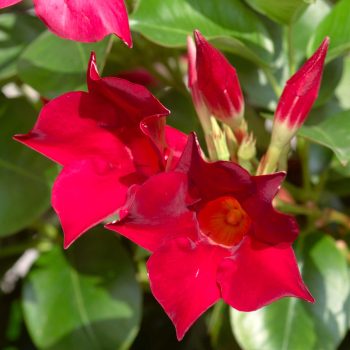 Mandevilla sanderi Vivero Multiplant