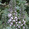 Acanthus mollis Viveros Multiplant