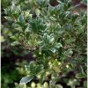 Ilex Variegado | Vivero Multiplant